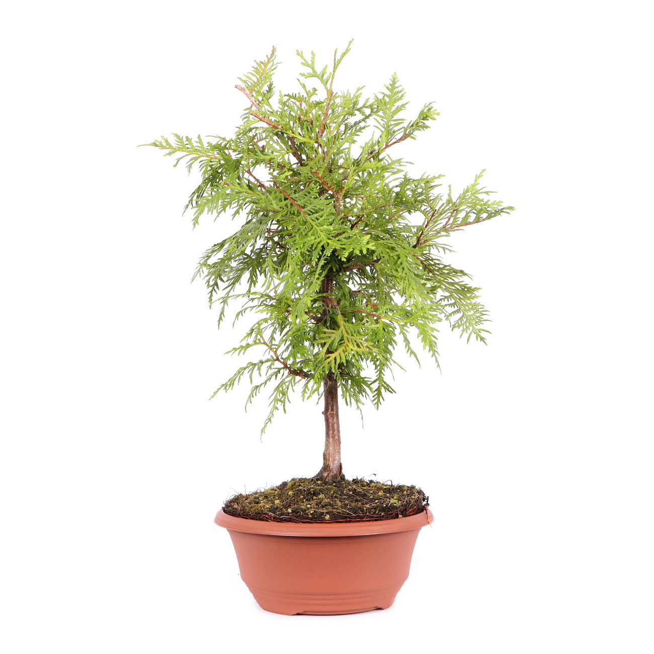 Seitenansicht rechts