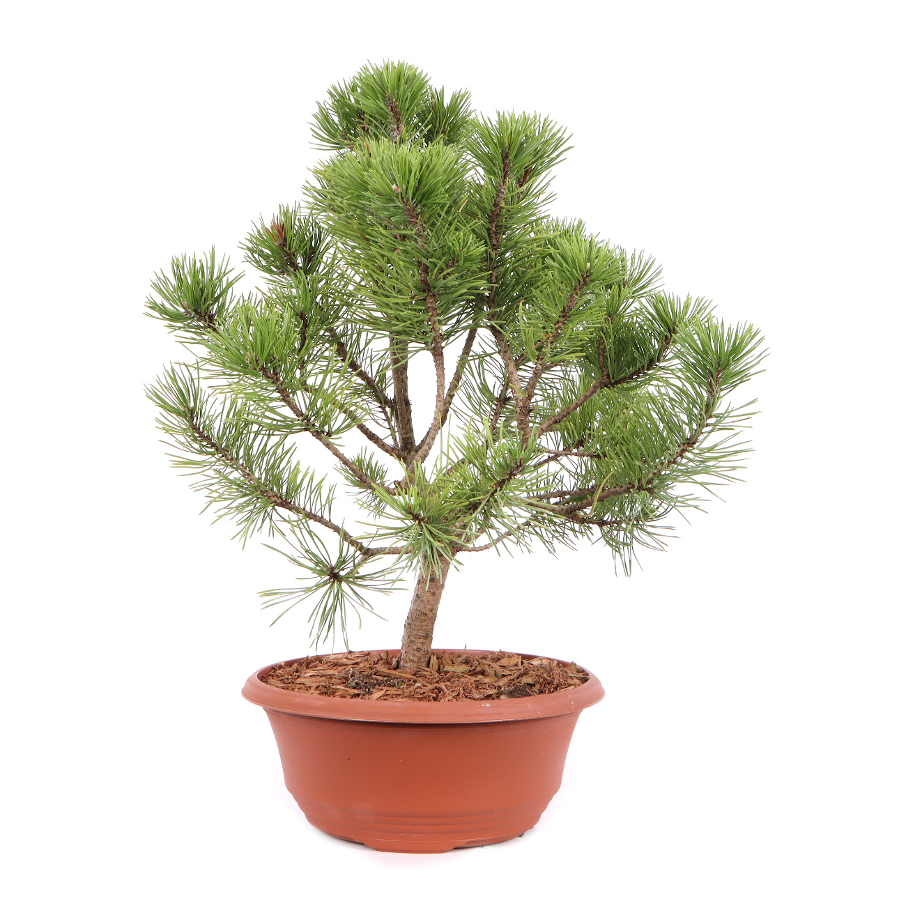 Seitenansicht rechts