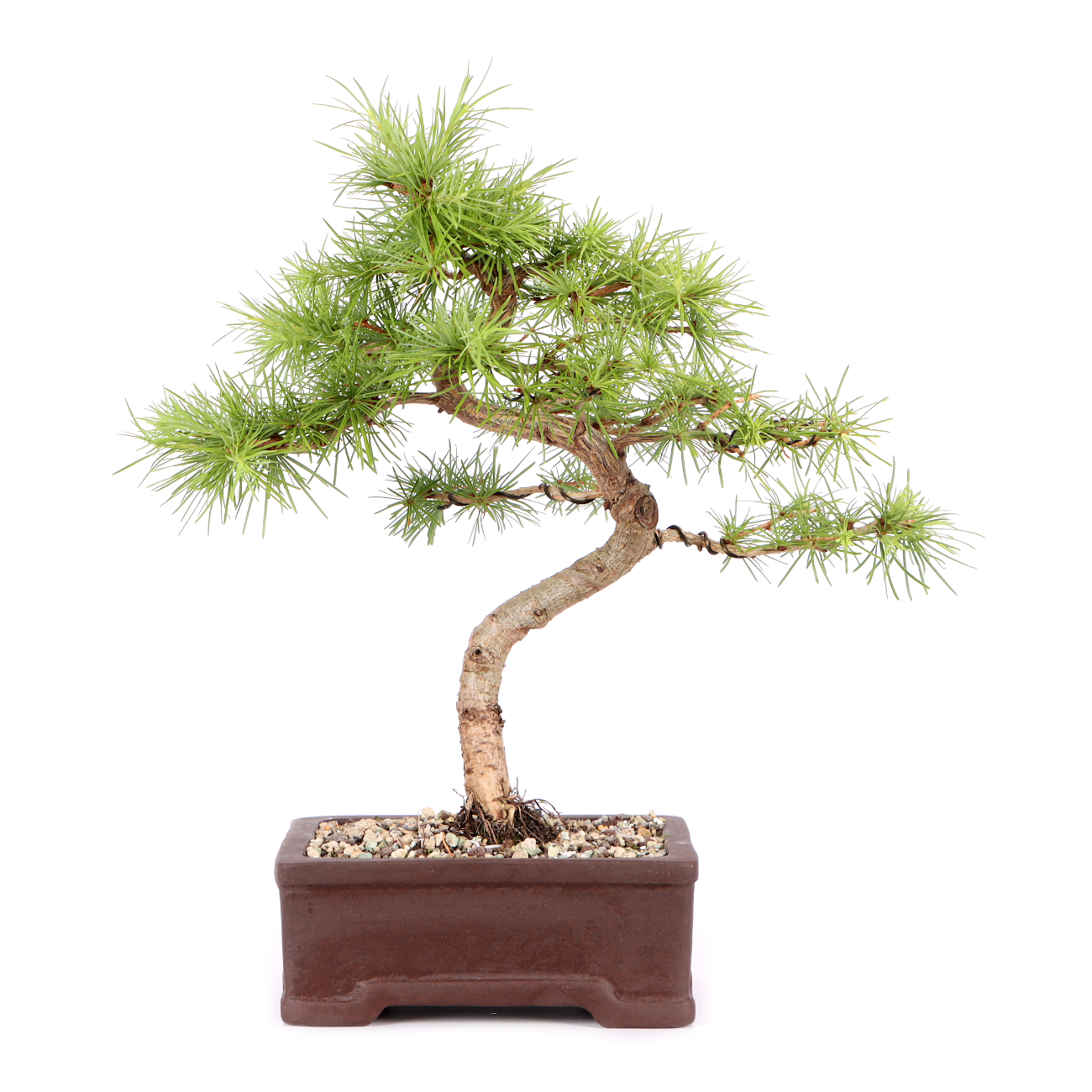 Larix kaempferi