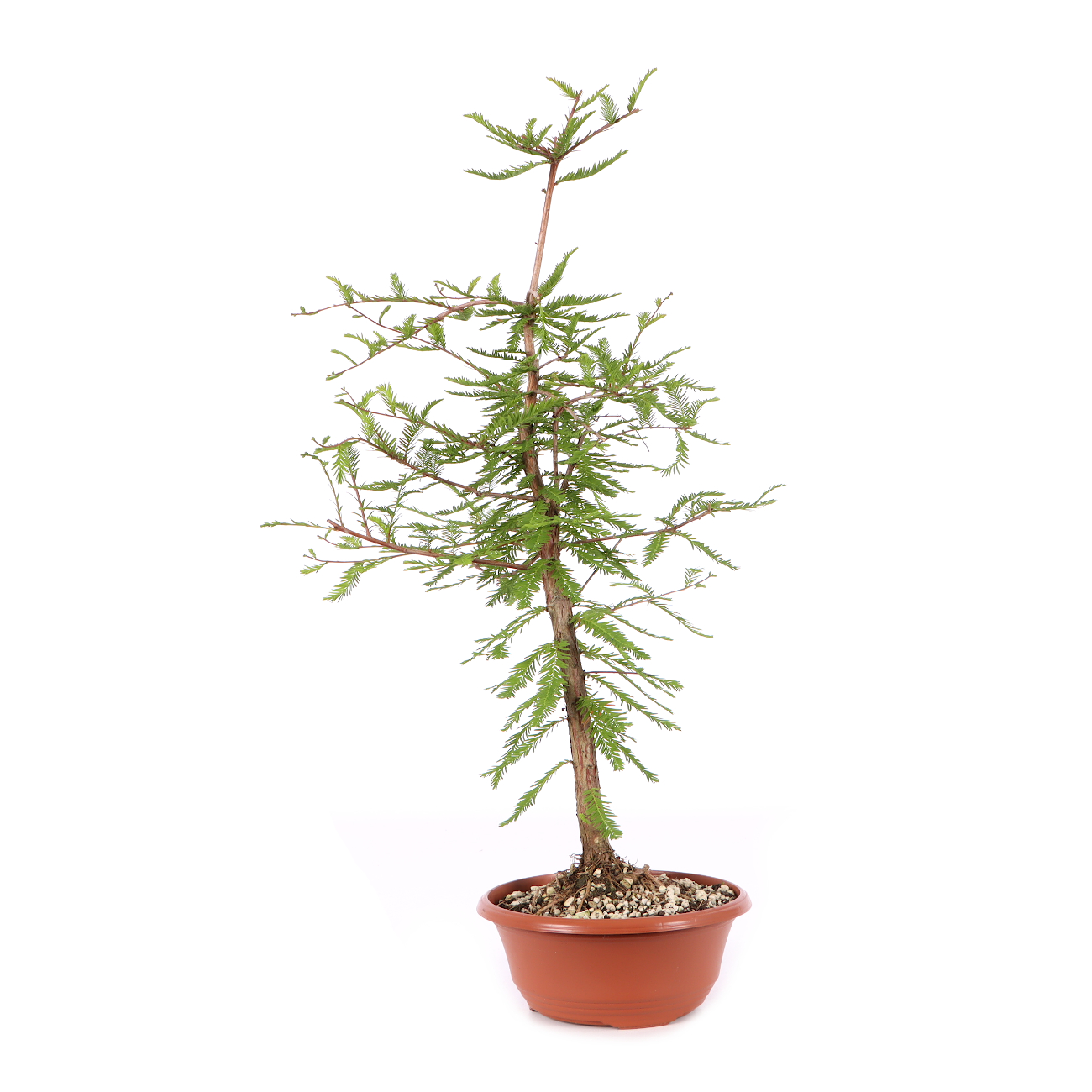 Taxodium distichum