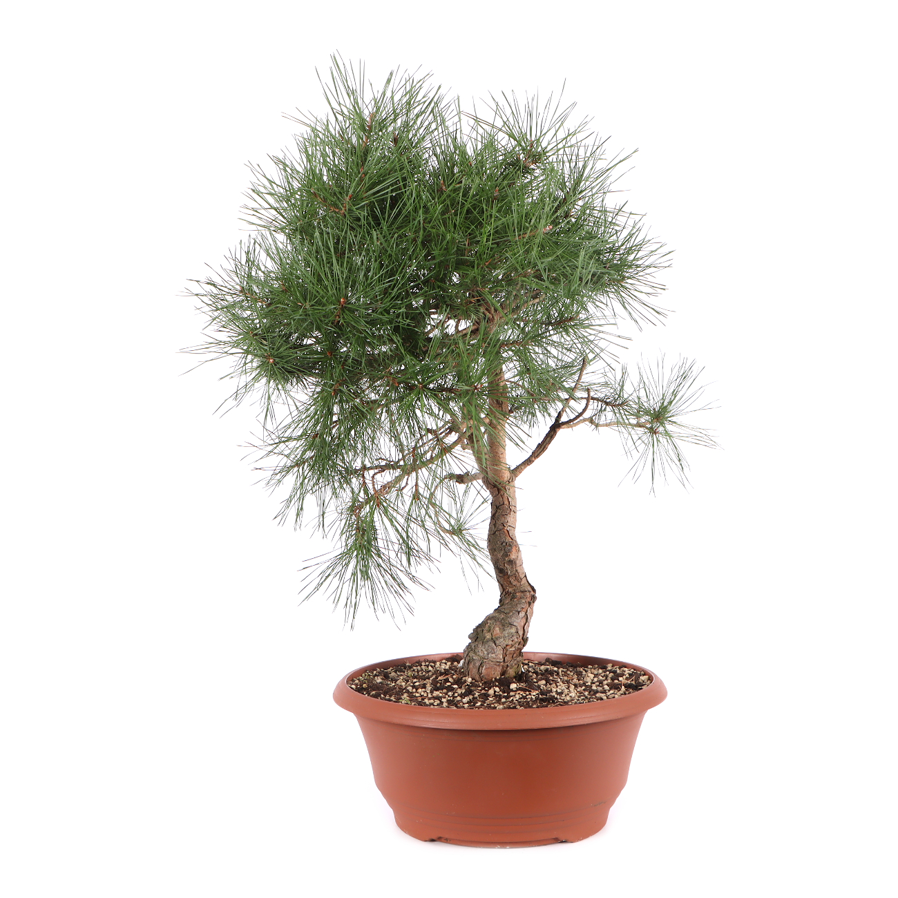 Pinus sylvestris