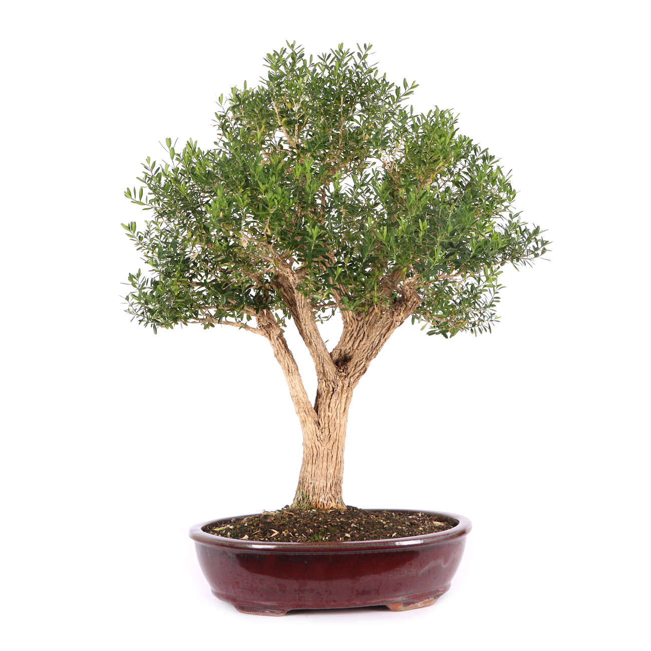 Buxus sinica var. sinica
