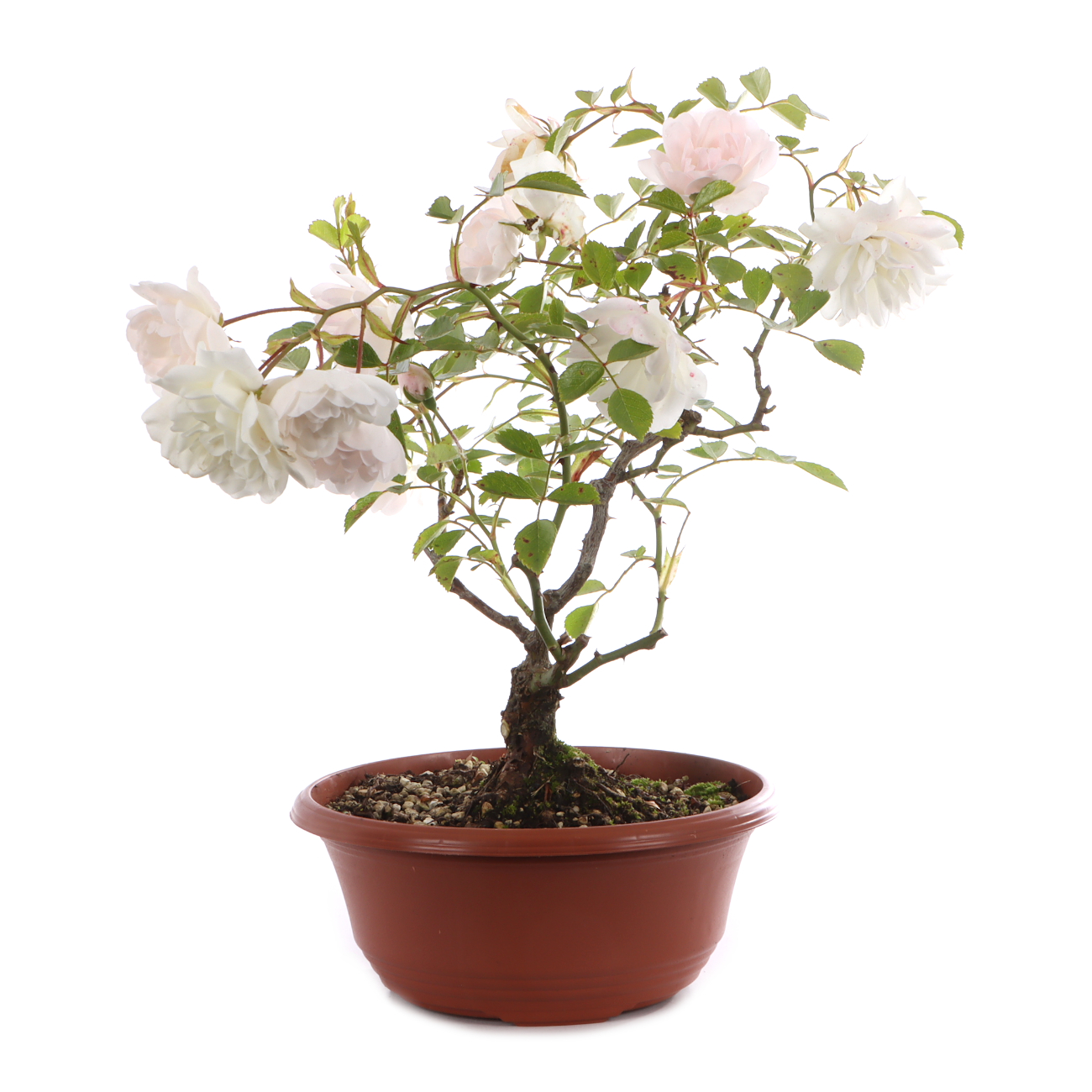 Rosa spec. - weiß