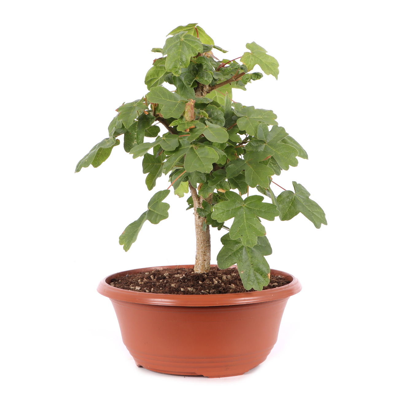 Acer campestre