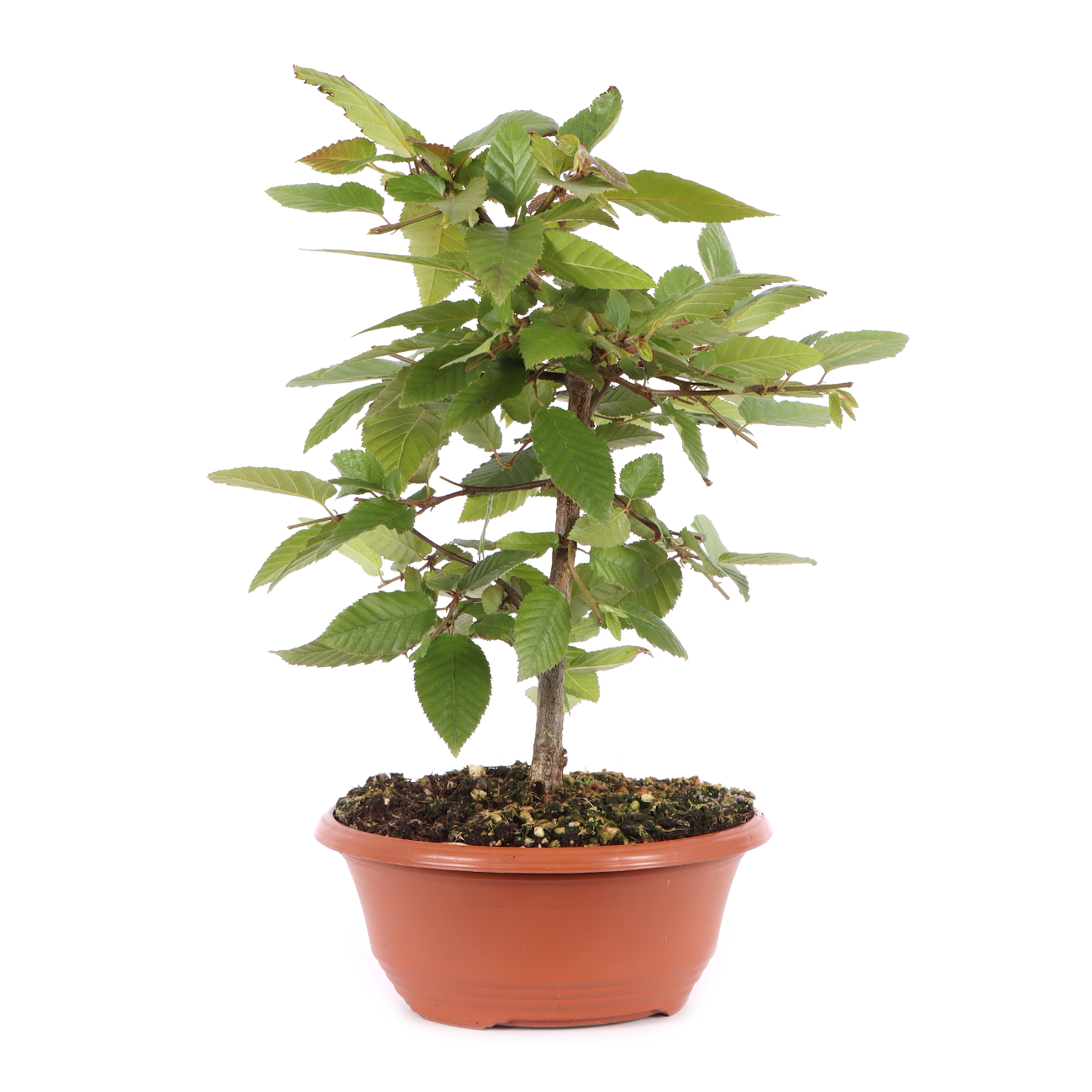 Carpinus turczaninowii