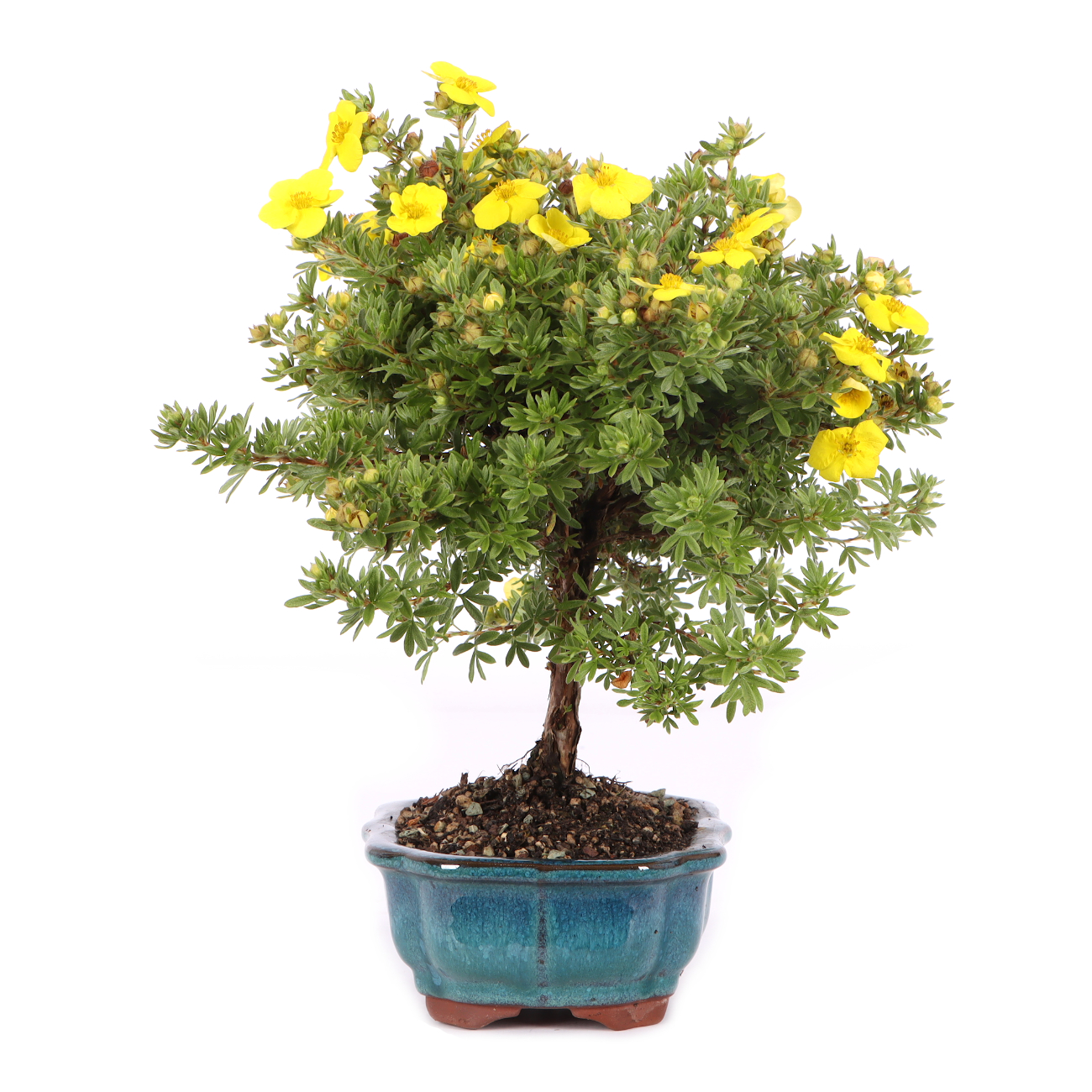 Potentilla fruticosa 'Kobold'