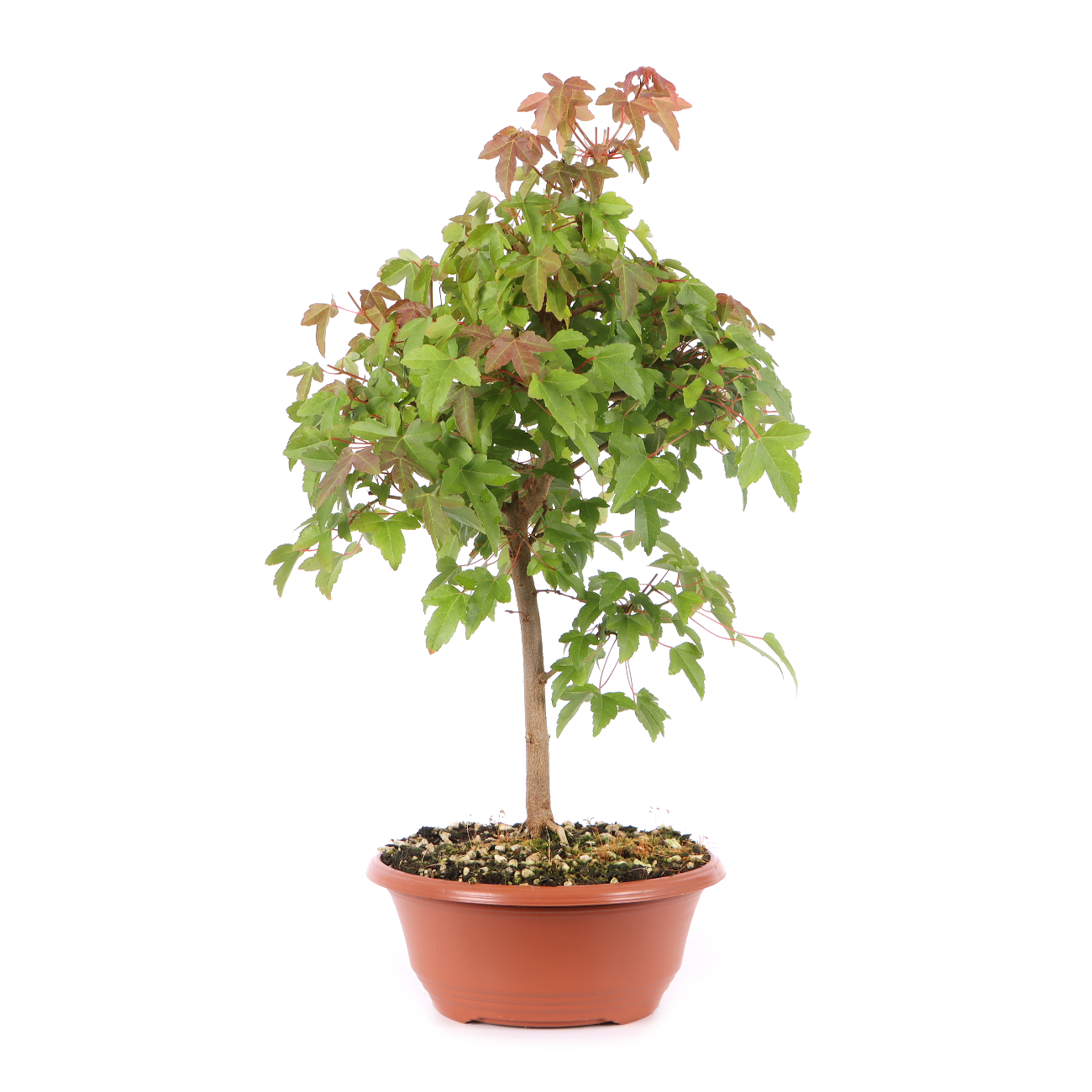 Acer buergerianum