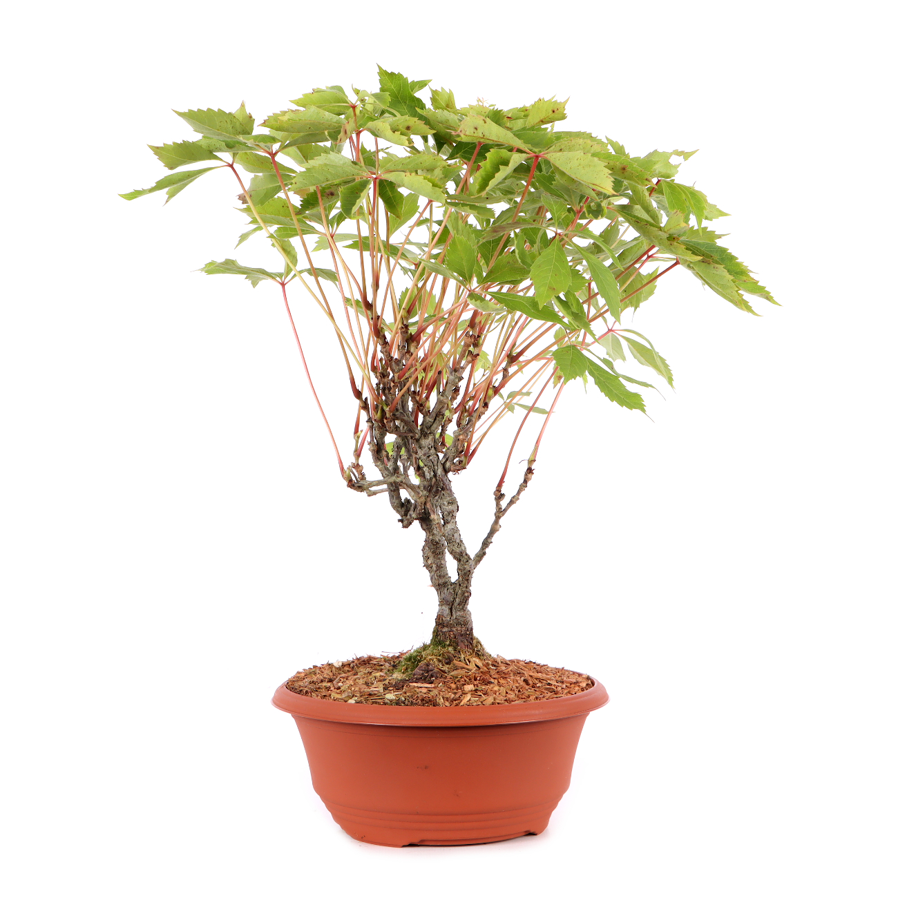 Parthenocissus quinquefolia