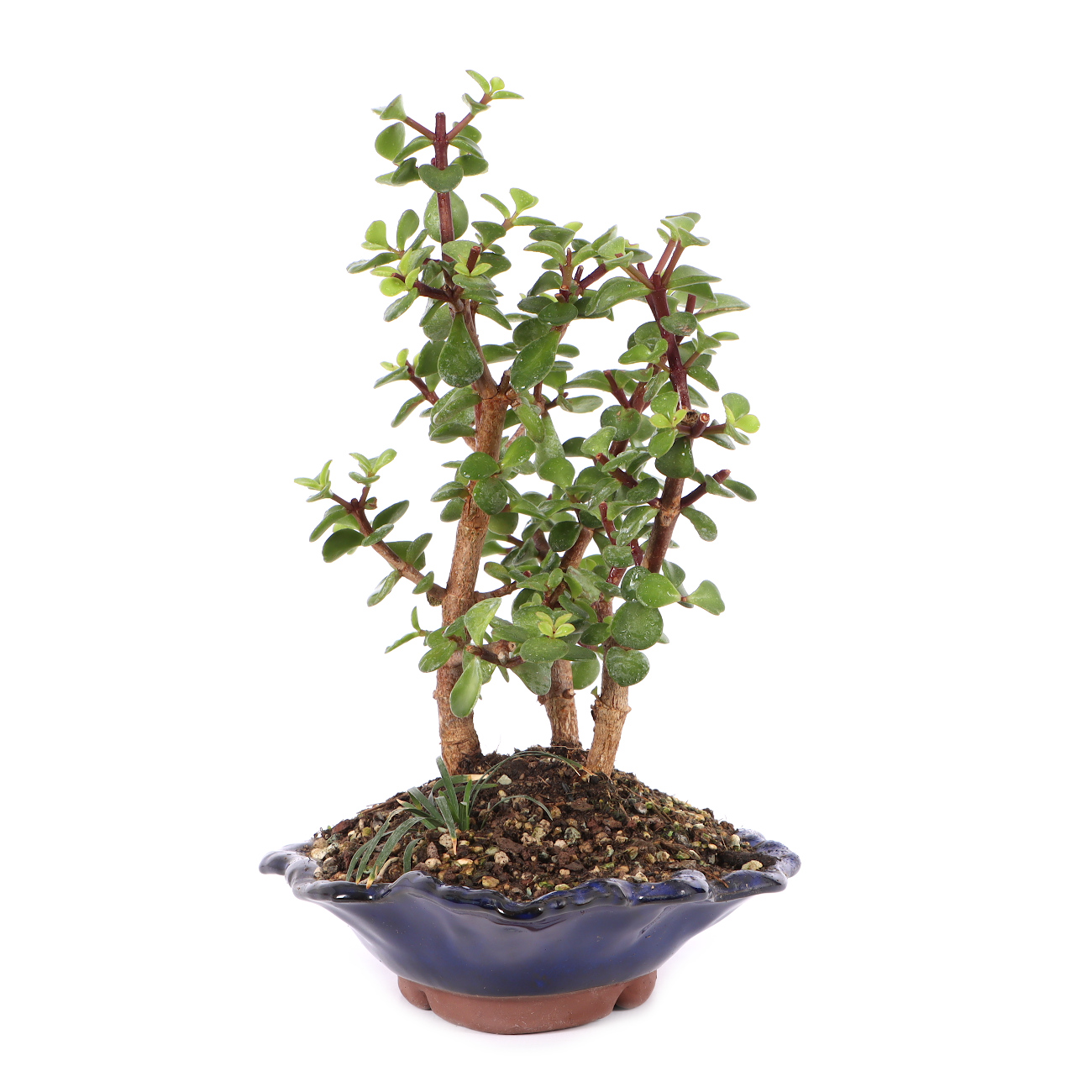 Portulacaria afra