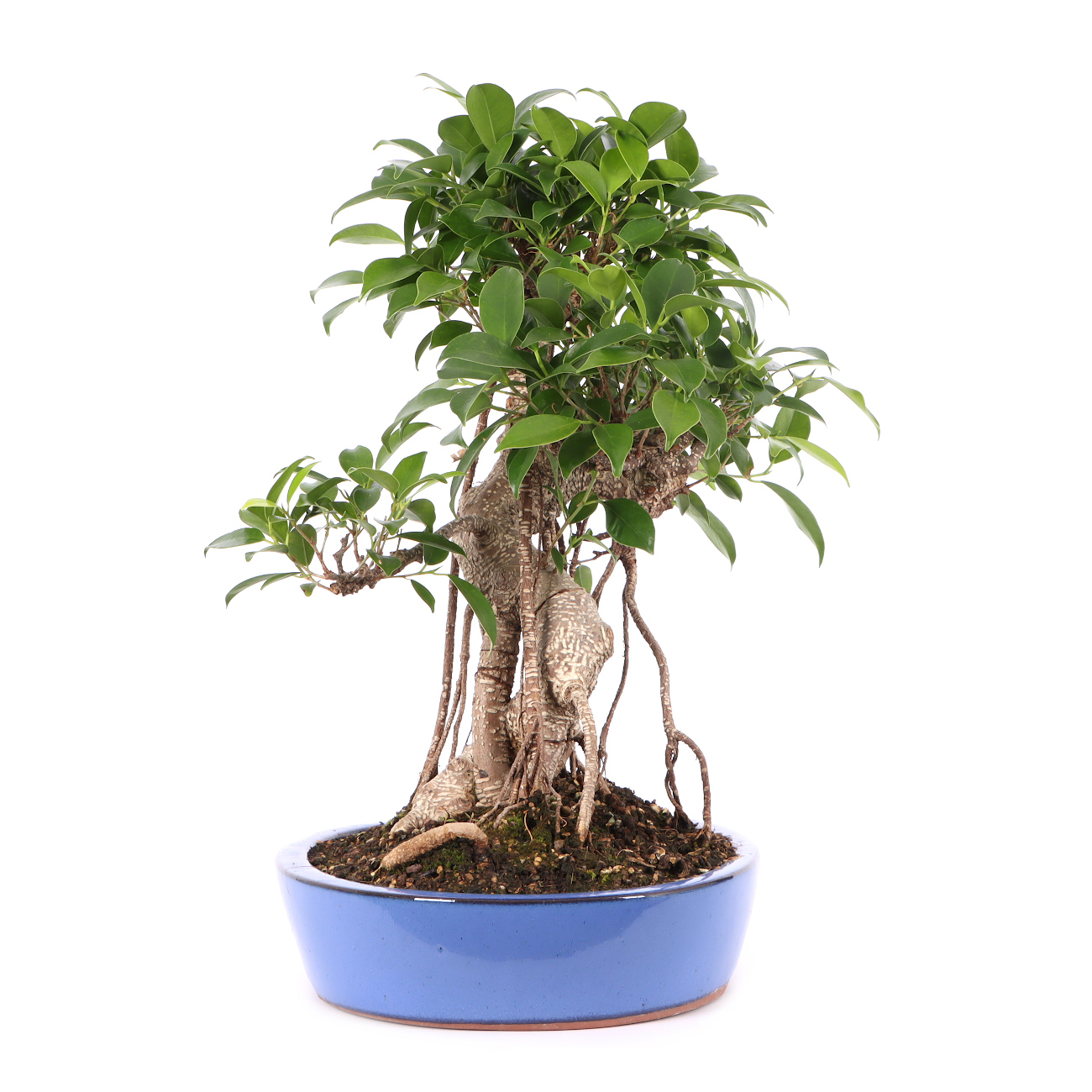 Ficus microcarpa 'Tiger Bark'