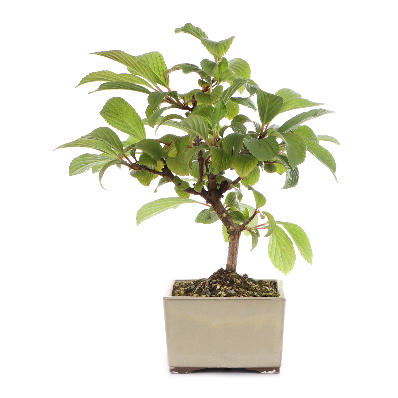 Viburnum x bodnantense 'Dawn'