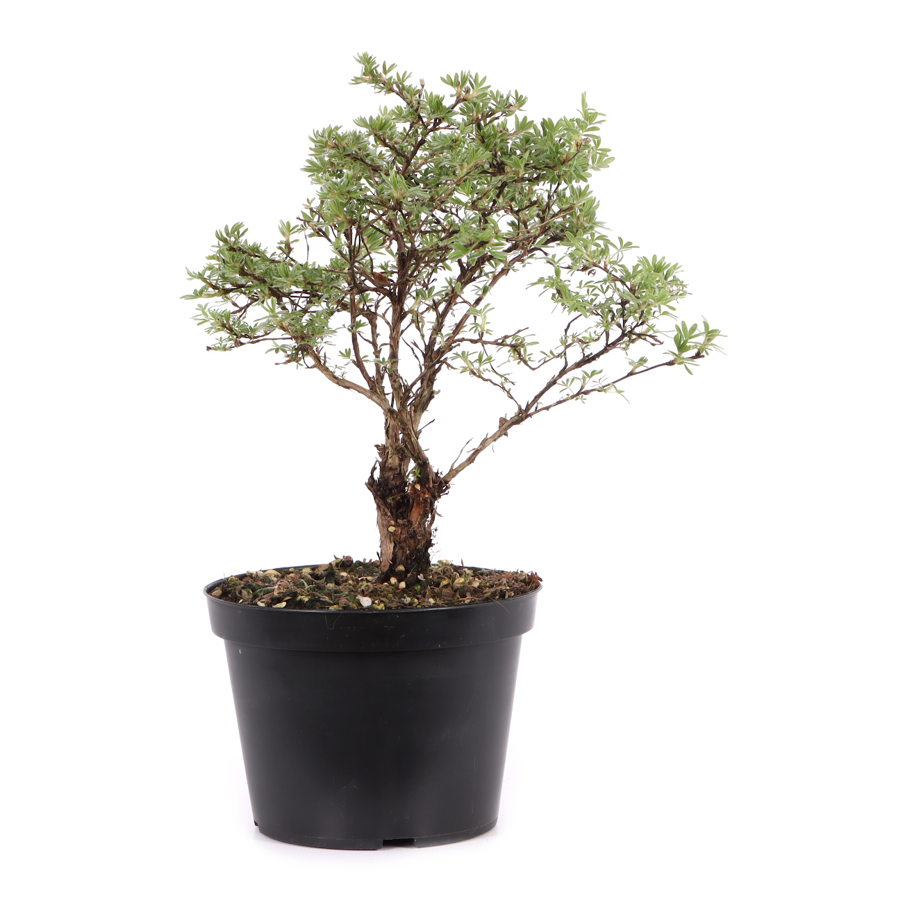 Potentilla fruticosa 'Kobold'