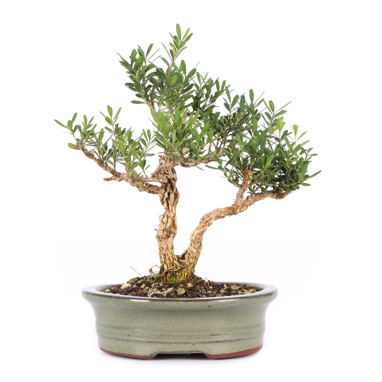 Buxus sinica var. sinica