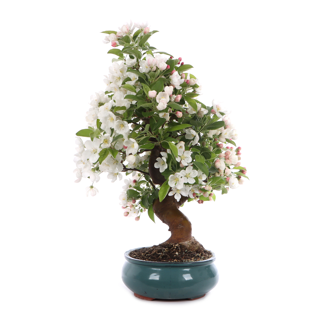 Malus spec.