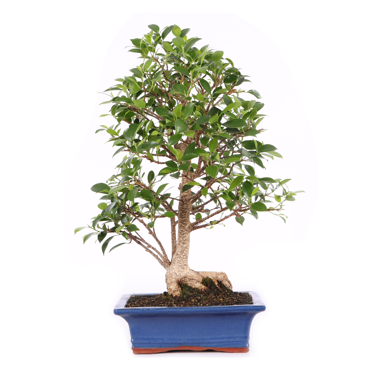 Ficus microcarpa 'Tiger Bark'