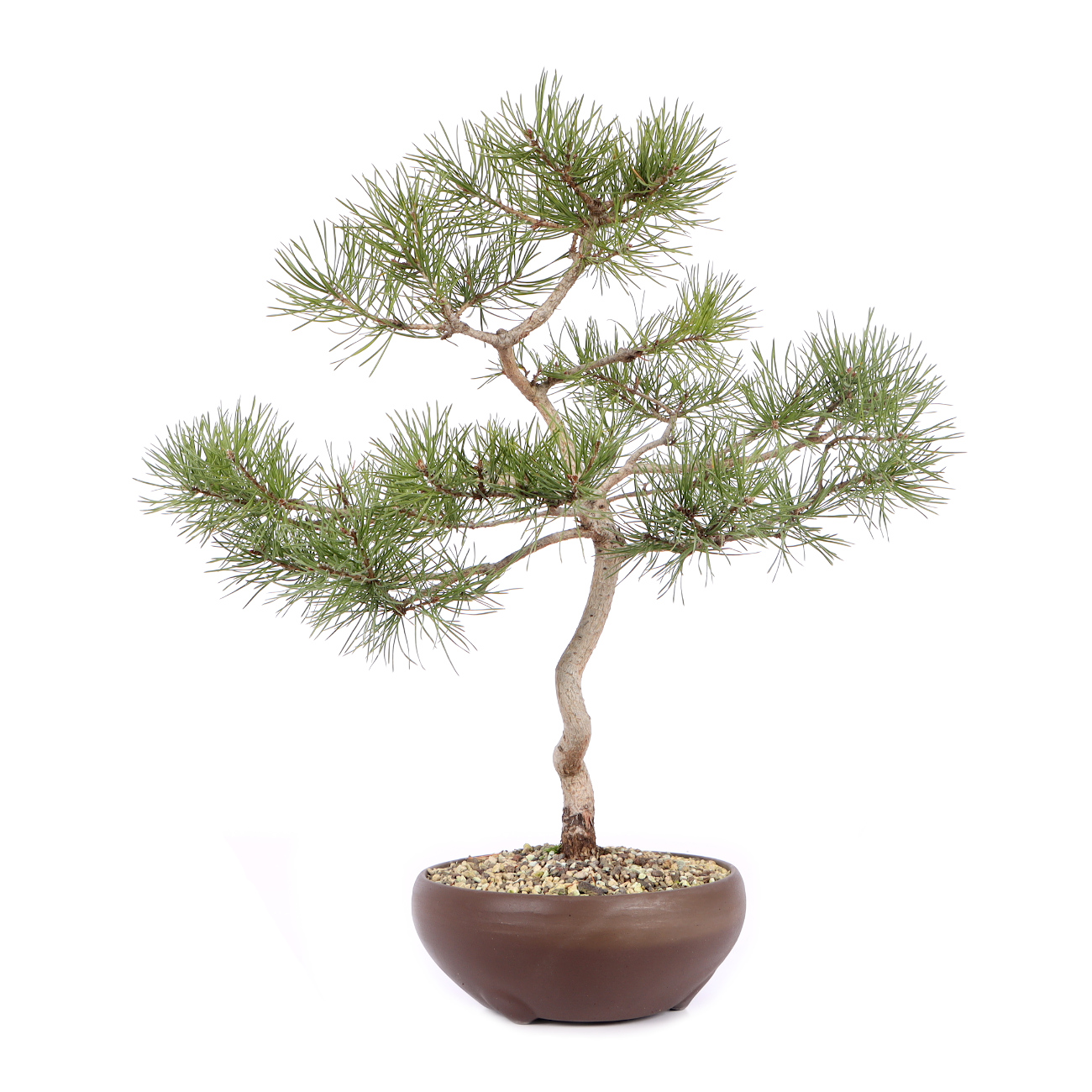 Pinus sylvestris