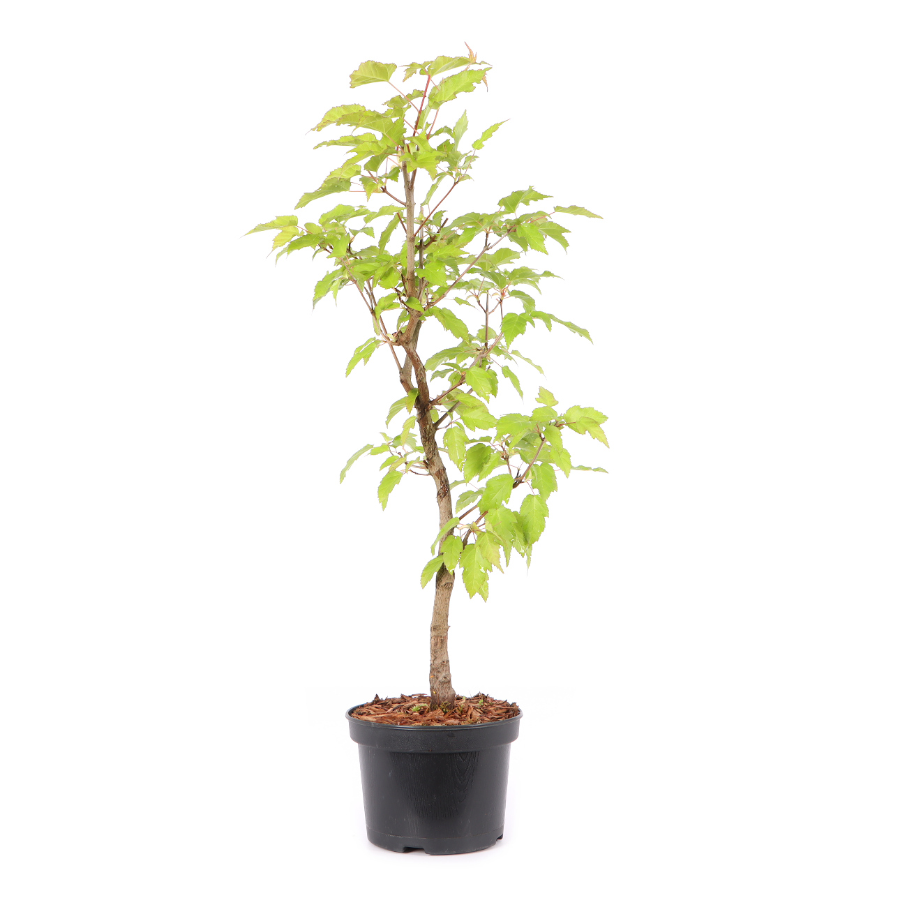 Acer ginnala