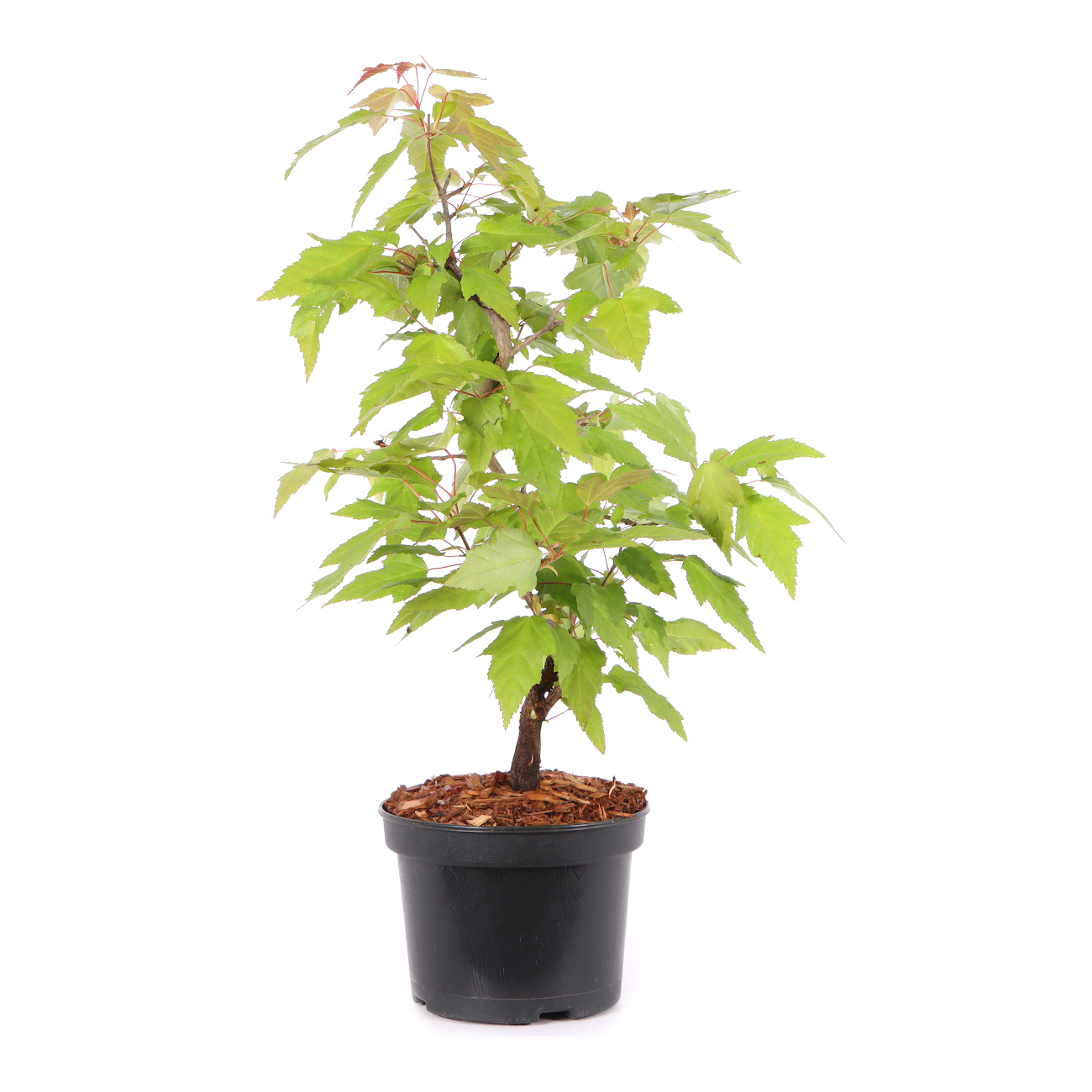 Acer ginnala