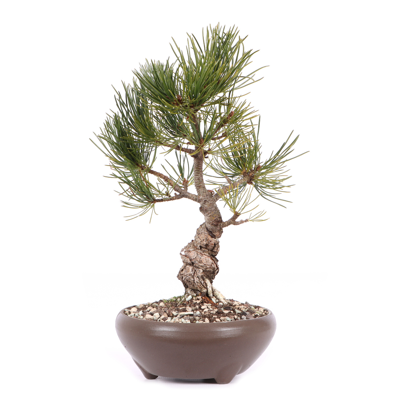 Pinus parviflora 'Glauca'