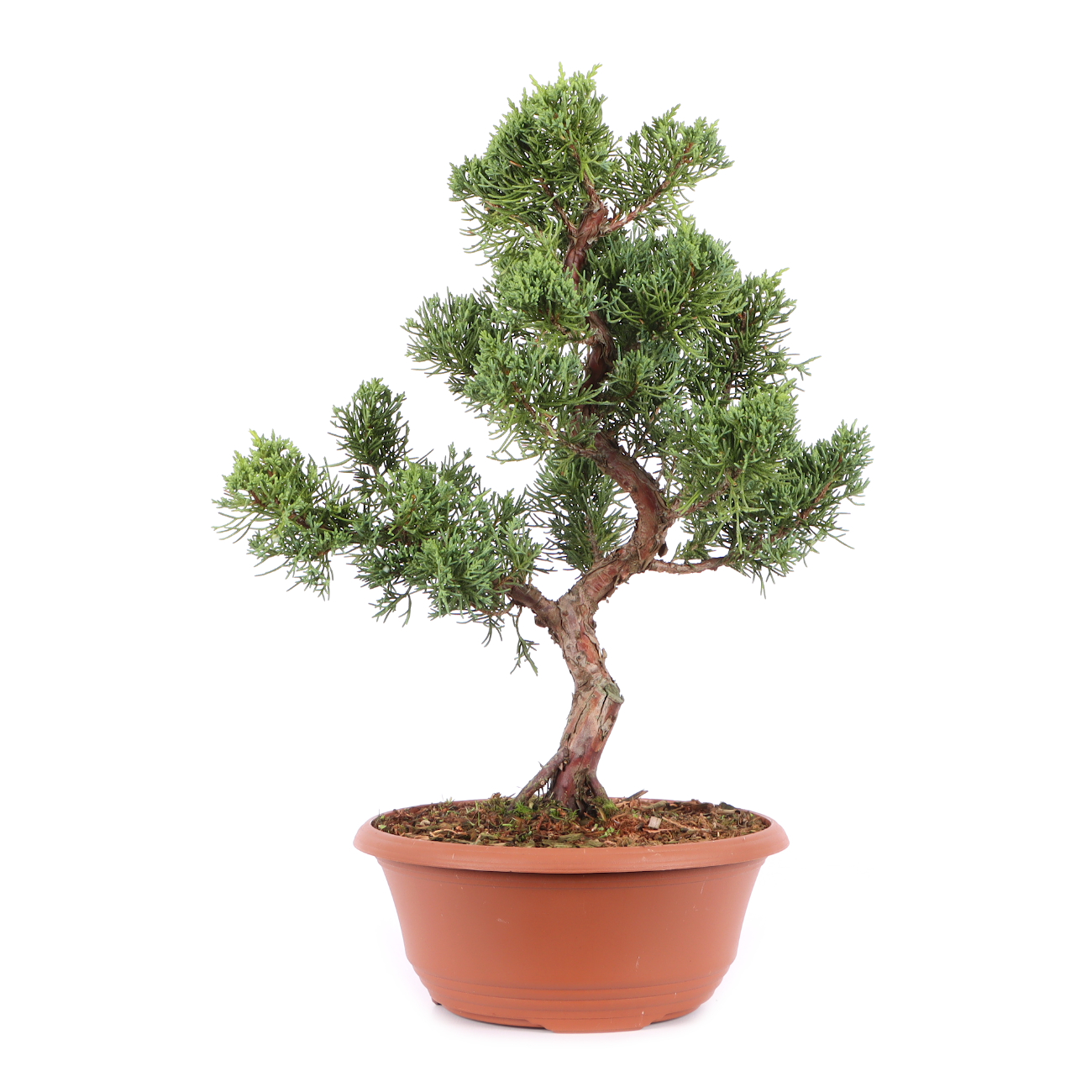 Juniperus chinensis