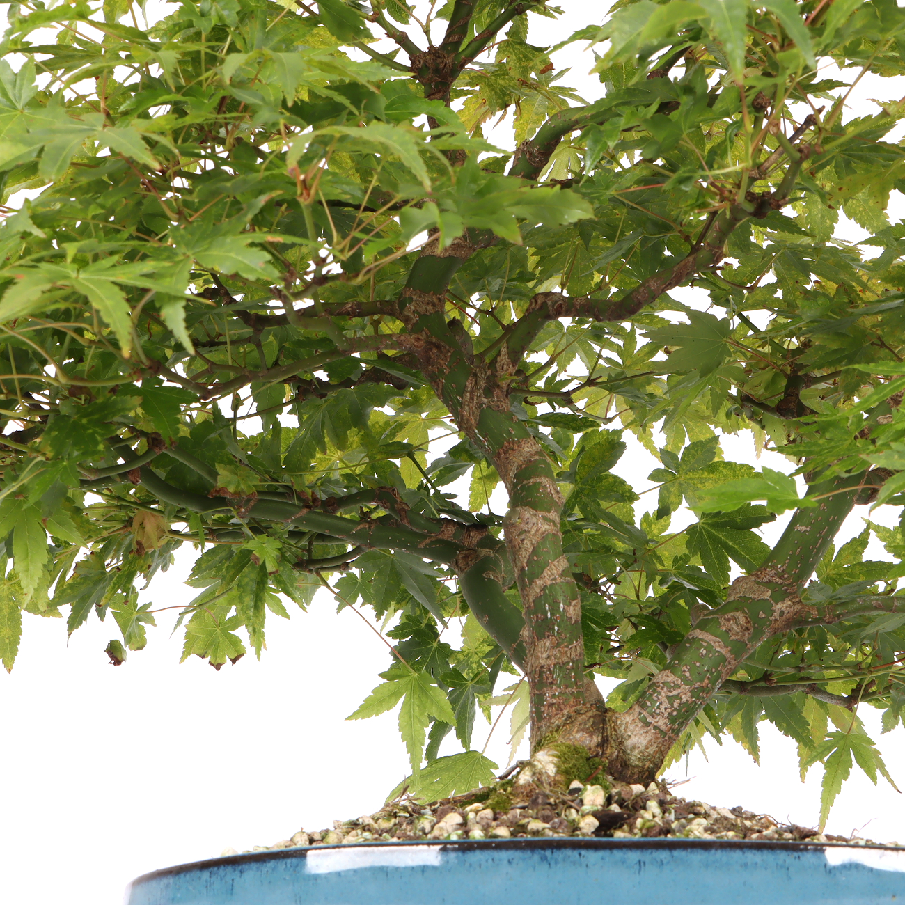 Acer palmatum