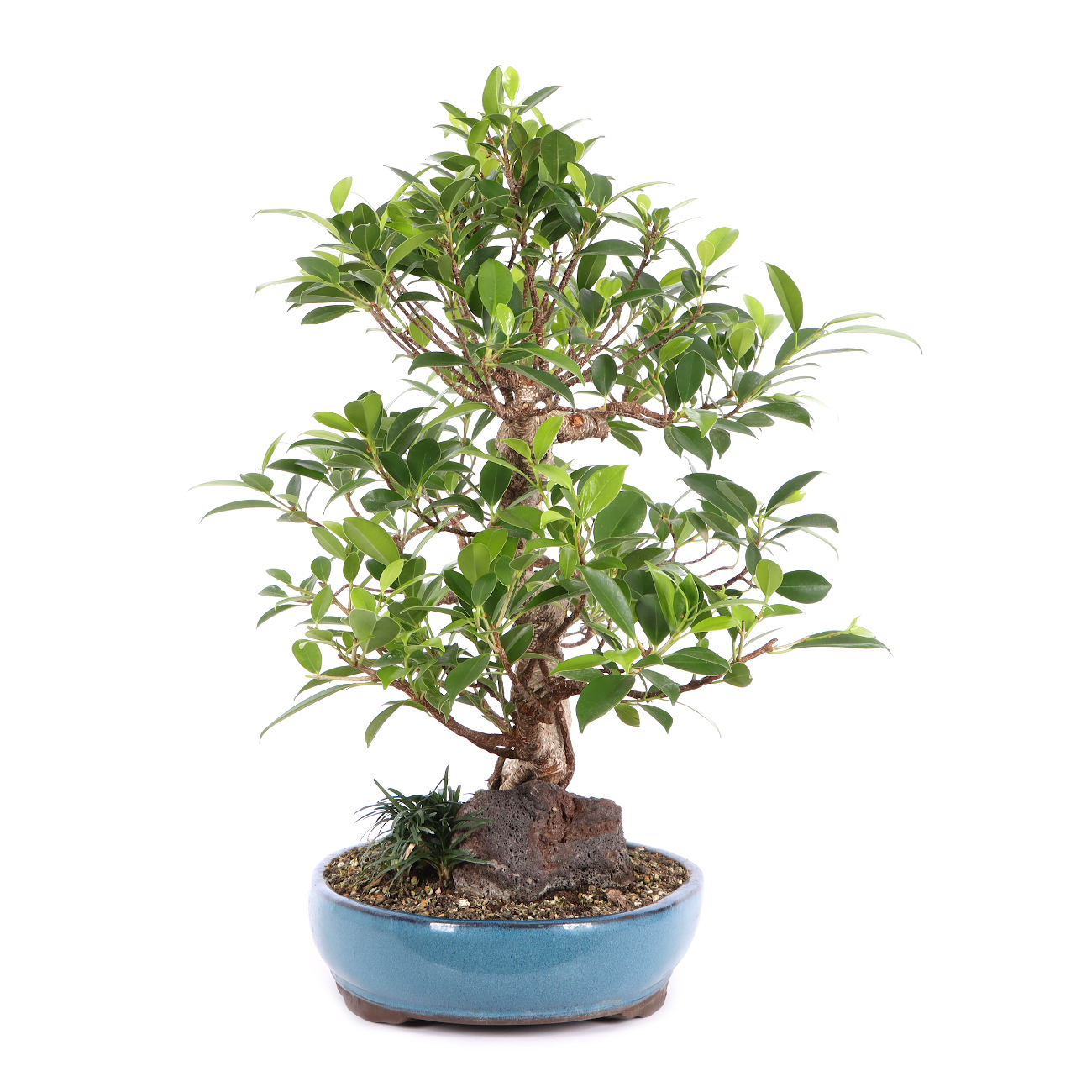 Seitenansicht rechts