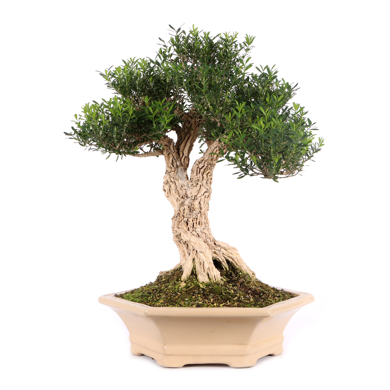 Buxus sinica var. sinica