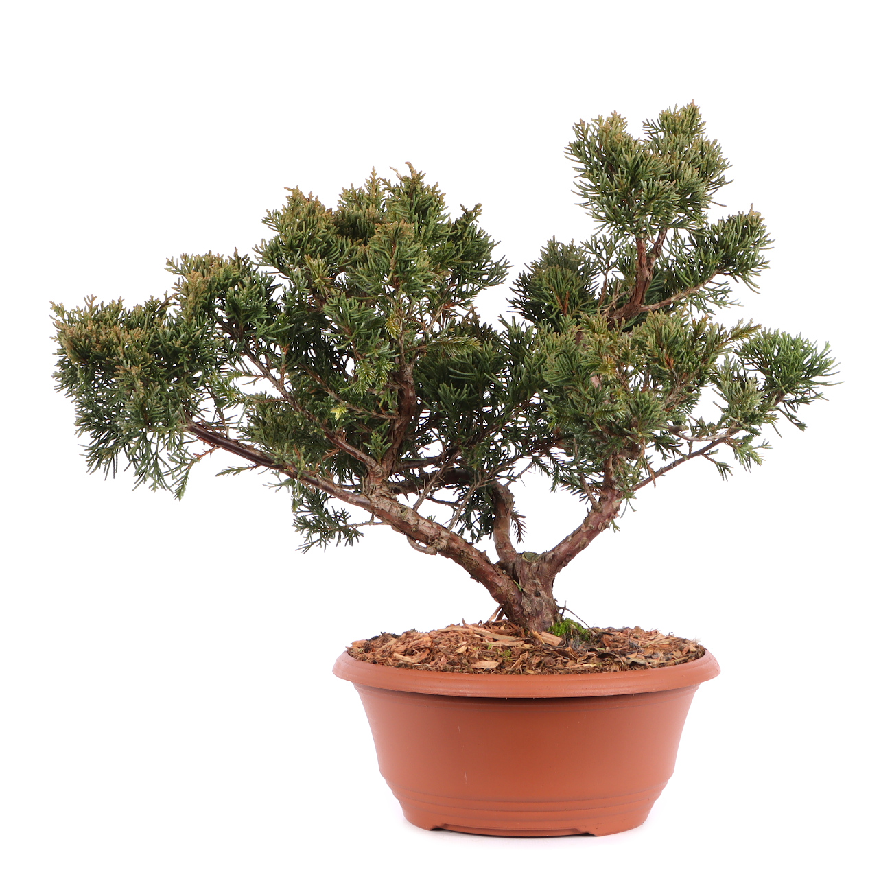 Juniperus chinensis 'Blaauw'