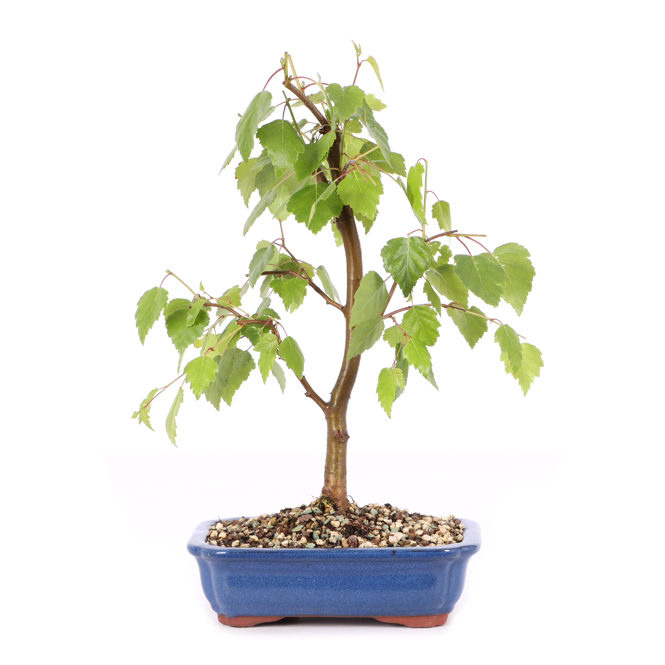 Betula pendula 'Youngii'