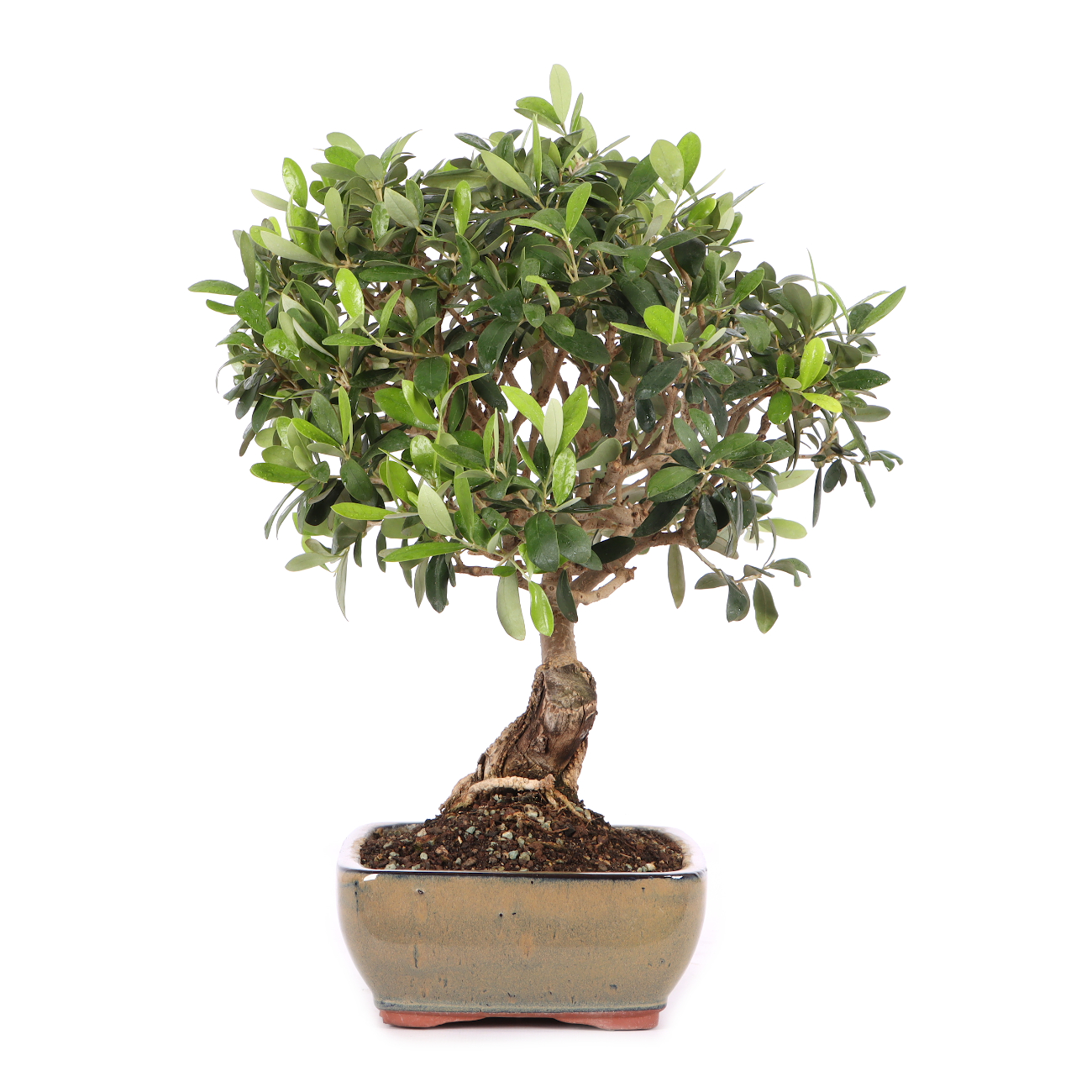 Olea europaea