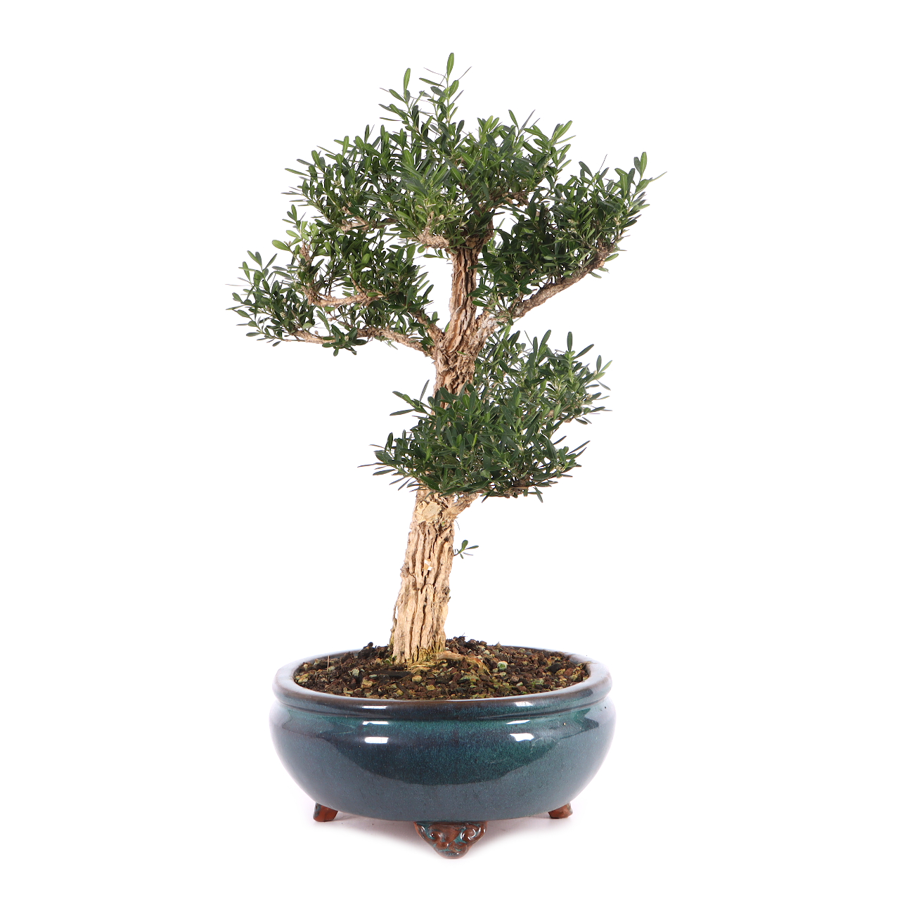 Buxus sinica var. sinica