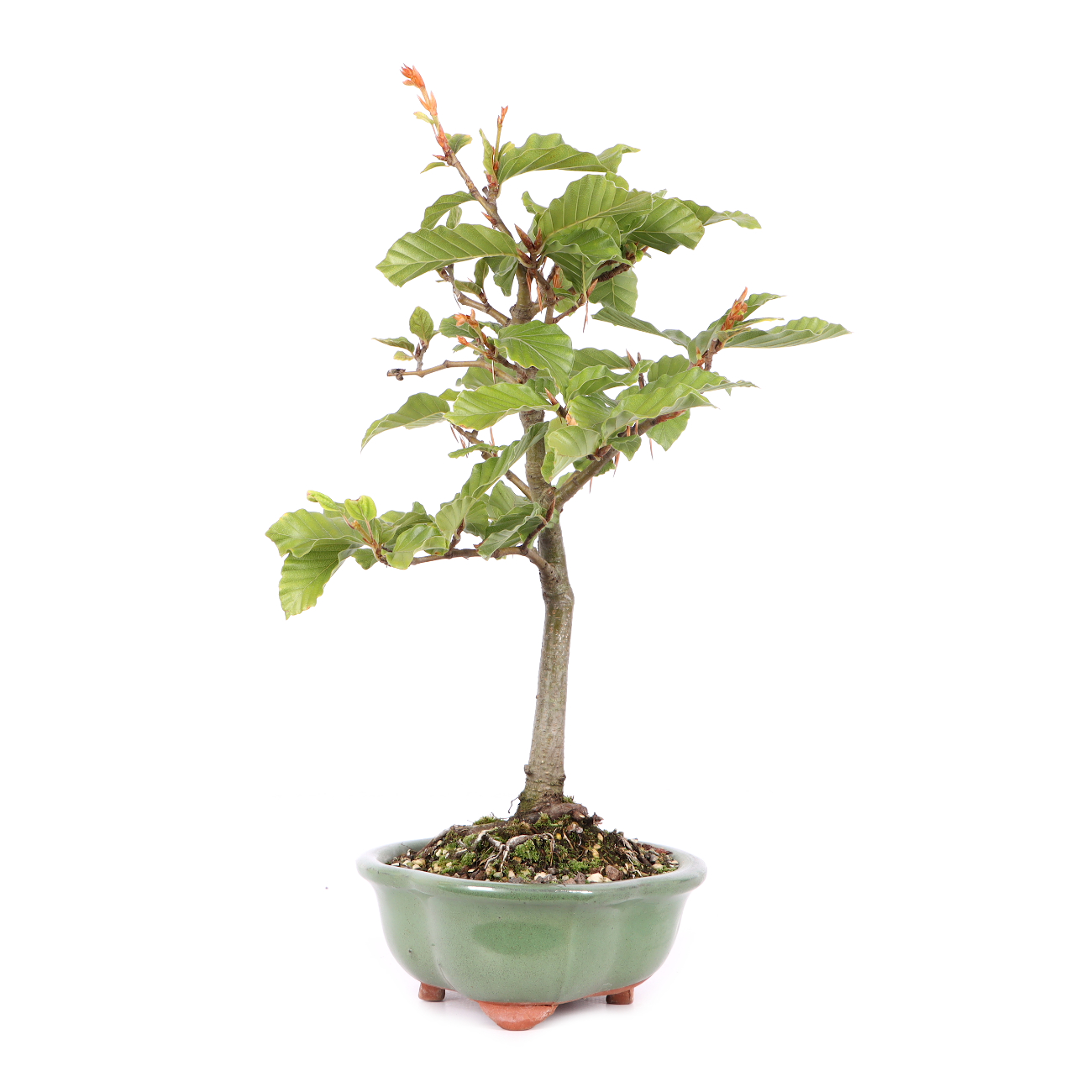 Fagus sylvatica