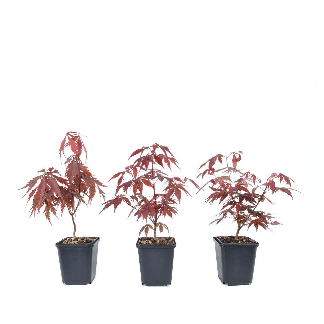 Acer palmatum 'Atropurpureum'