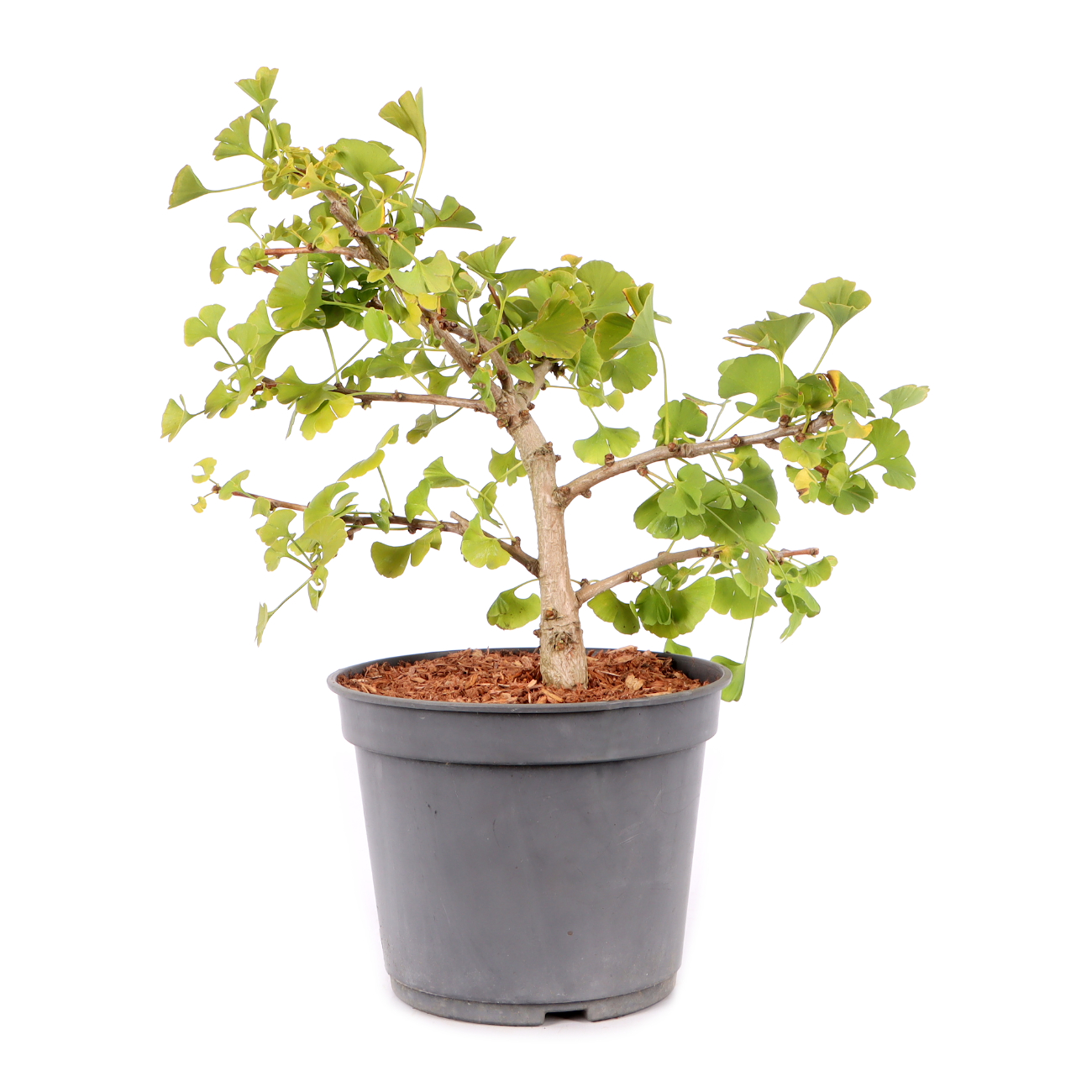 Ginkgo biloba 'Troll'