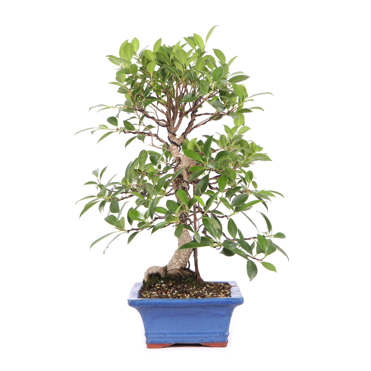 Seitenansicht rechts