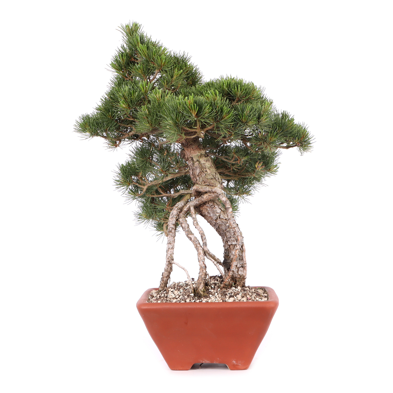 Pinus parviflora 'Glauca'