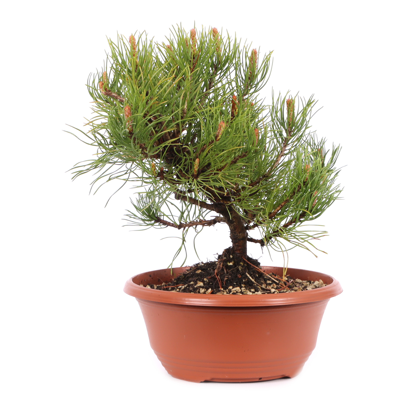 Pinus mugo subsp. uncinata
