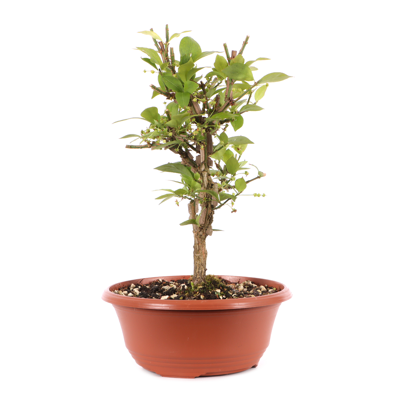 Euonymus alatus