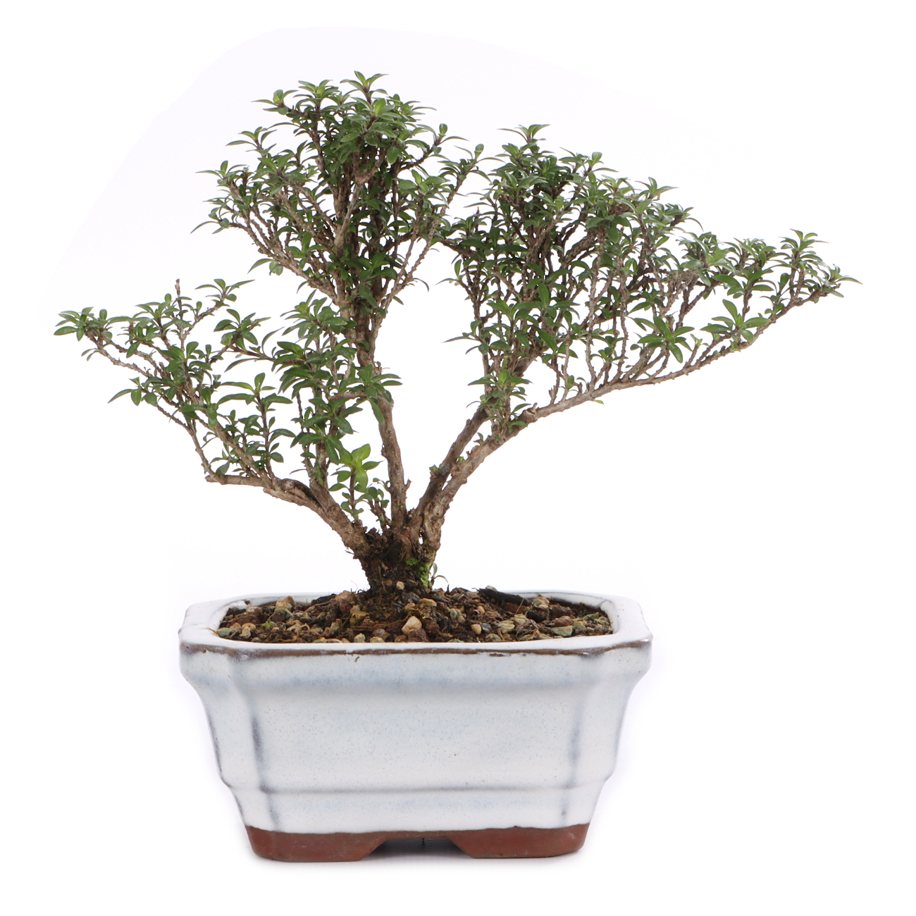 Serissa foetida 'Micro'