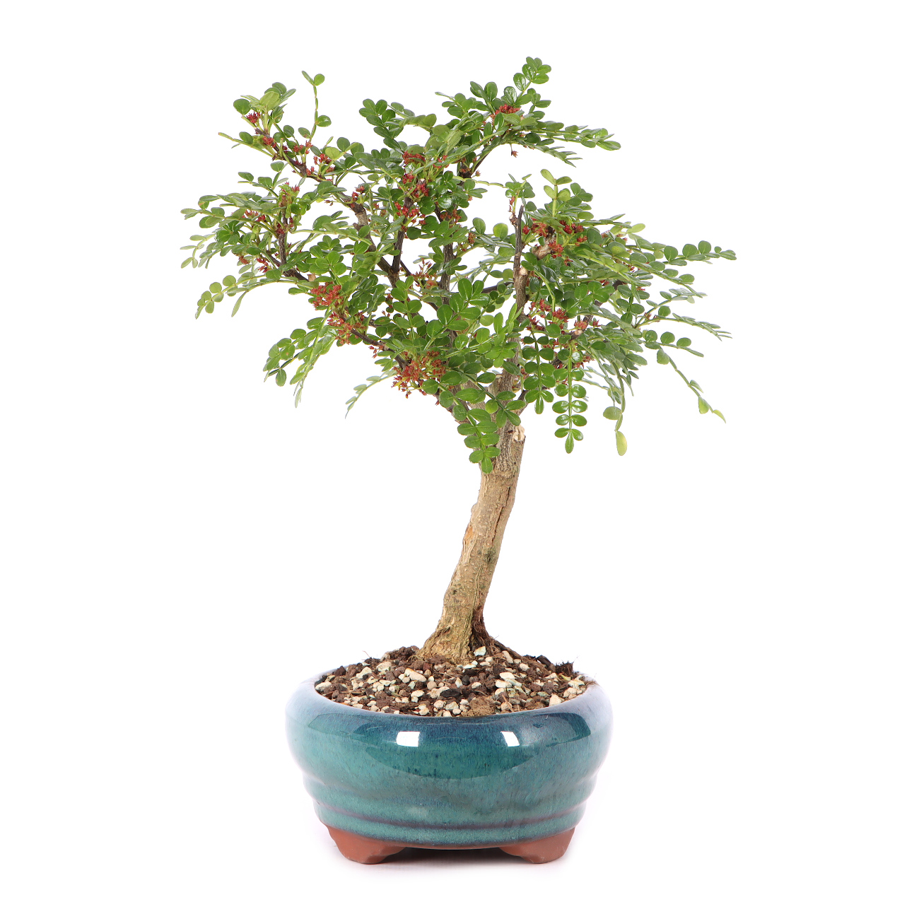 Zanthoxylum spec.