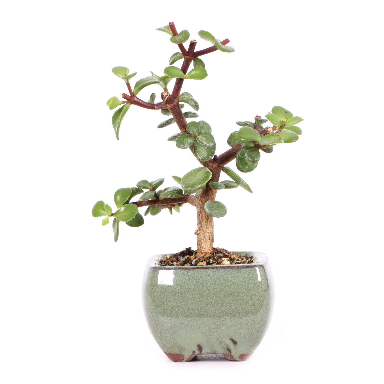 Portulacaria afra