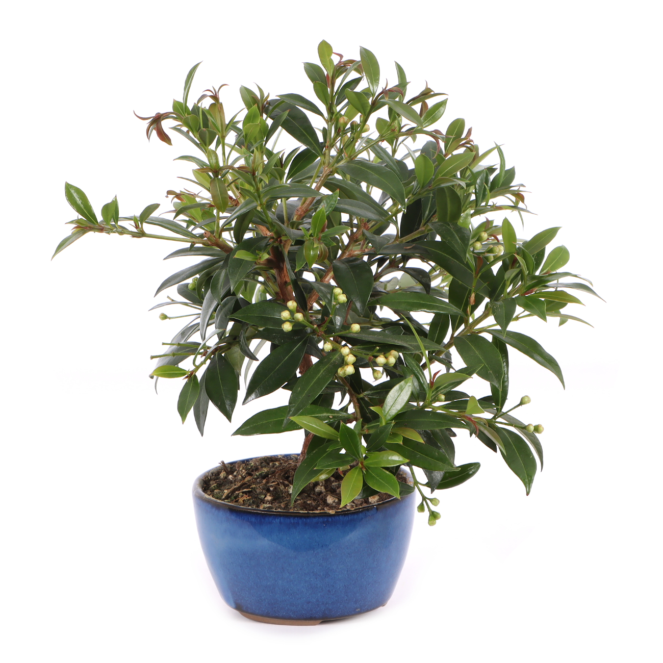 Syzygium paniculatum