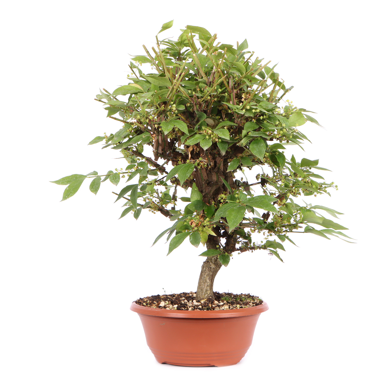 Seitenansicht rechts