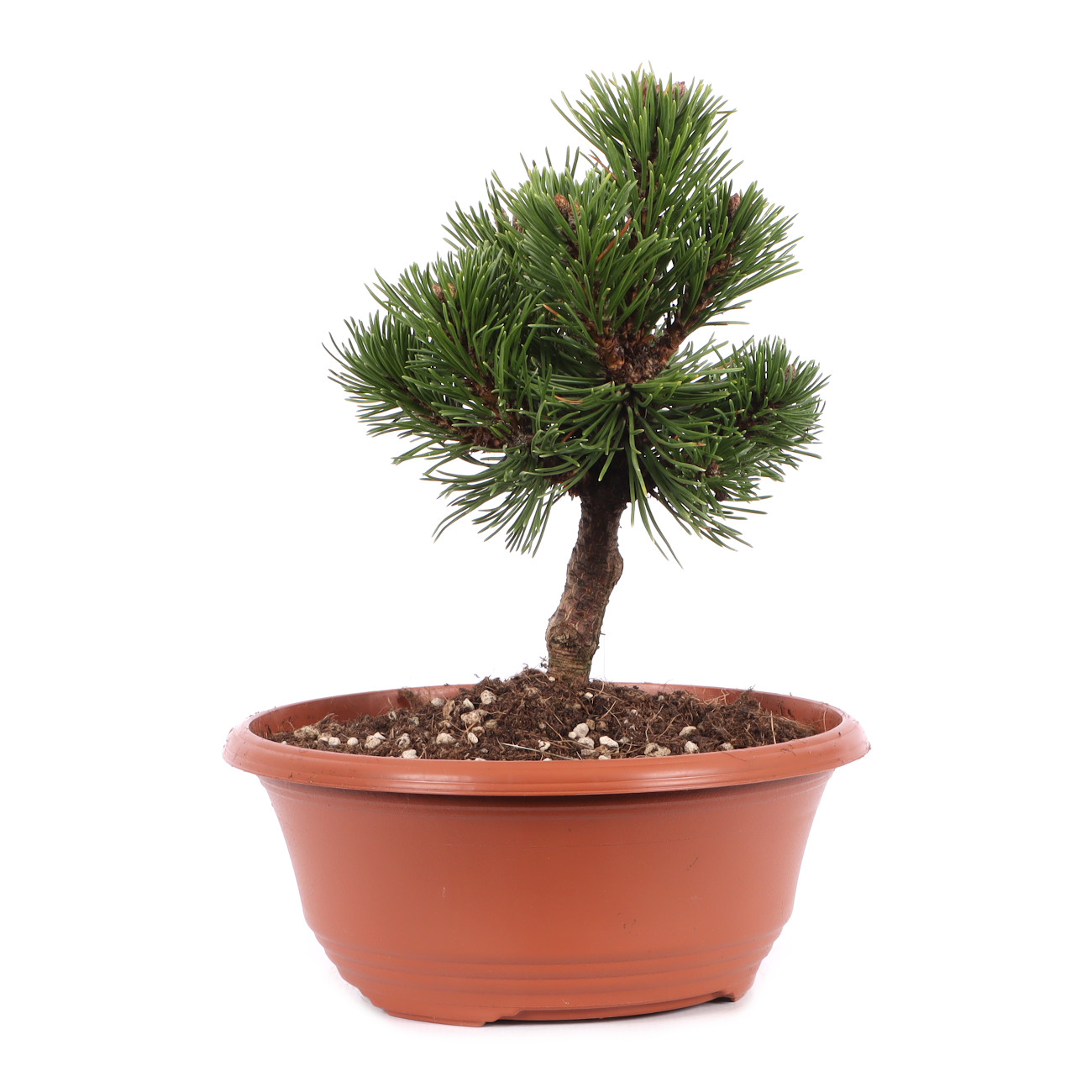 Pinus mugo 'Sherwood Compact'