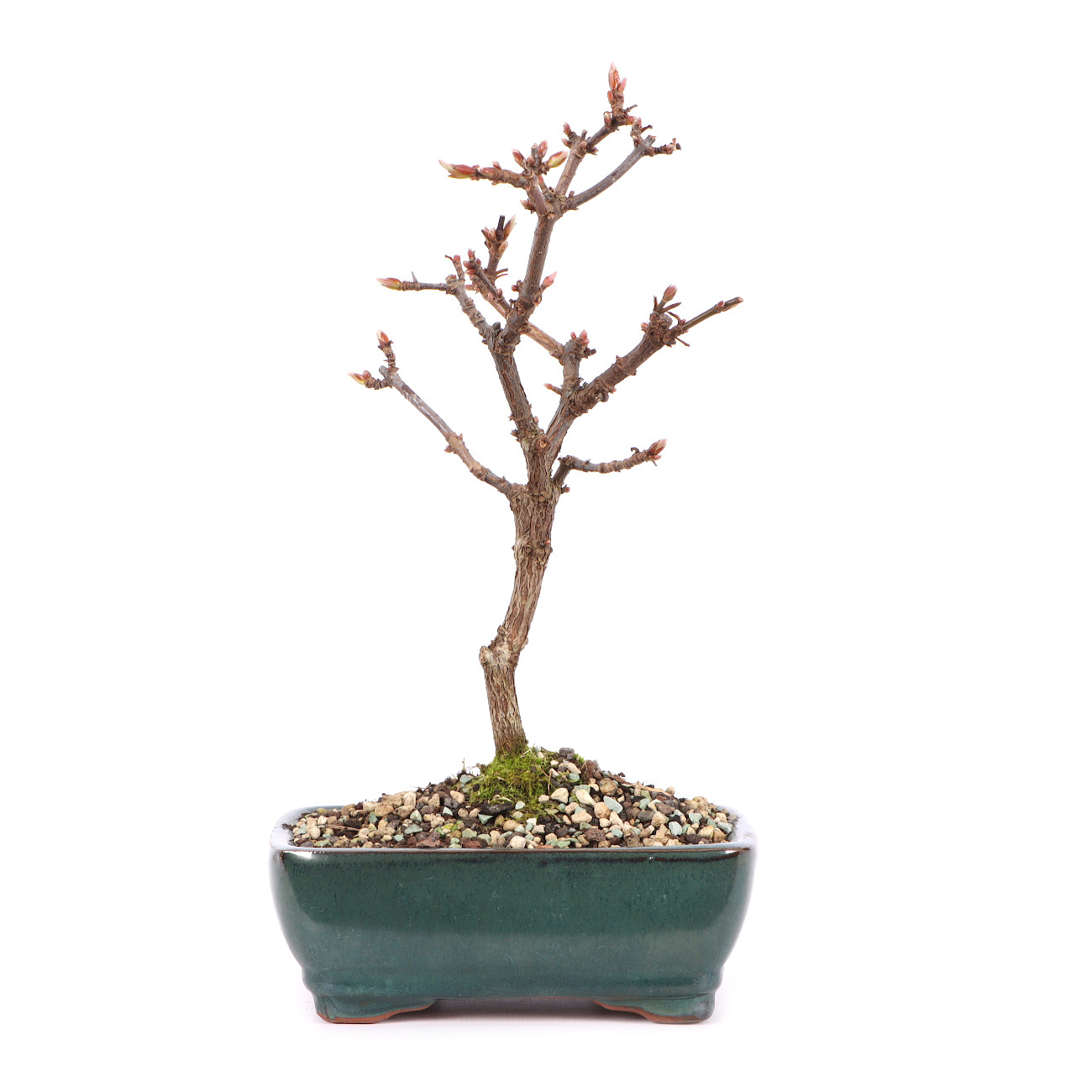 Viburnum x bodnantense 'Dawn'