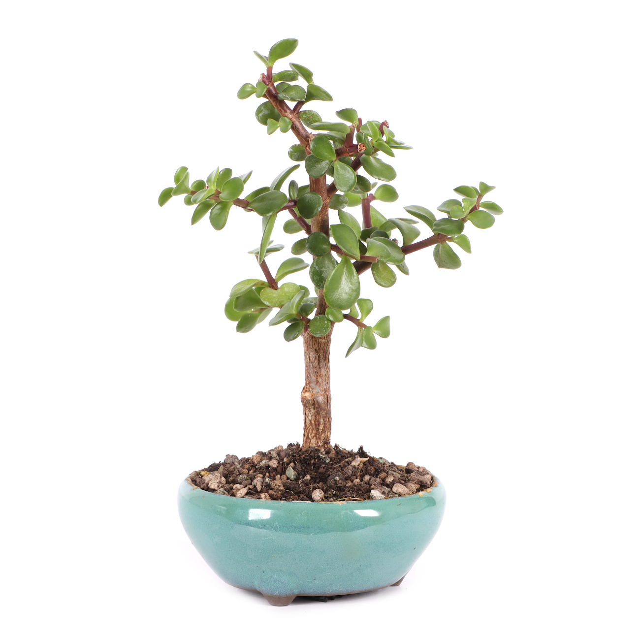 Portulacaria afra