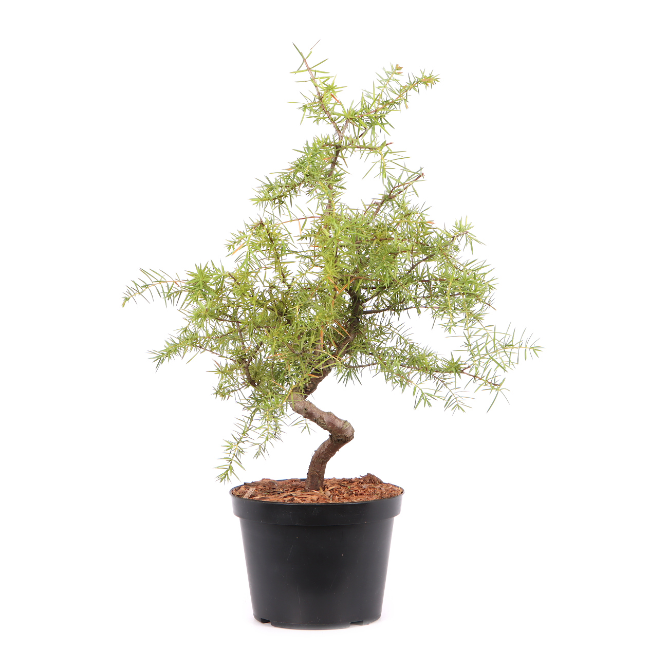 Juniperus communis