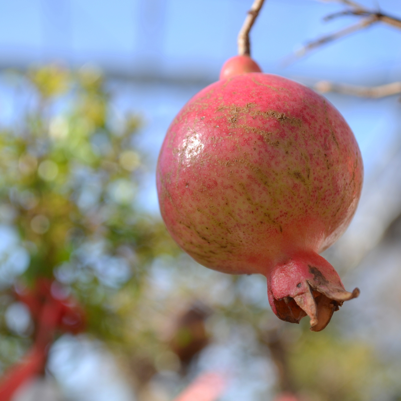Frucht