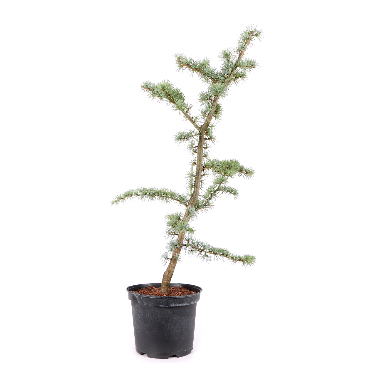 Cedrus atlantica 'Glauca'