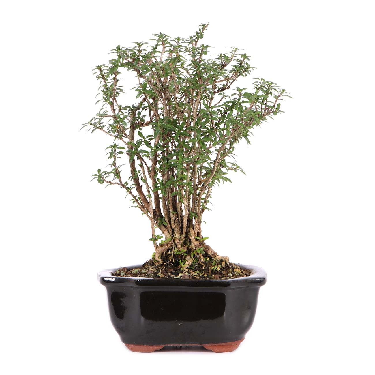 Serissa foetida 'Micro'
